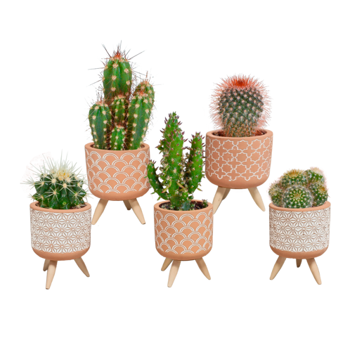 Cactus mix in terracotta betonpotjes op pootjes
